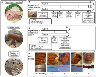 Frontiers | Clinical outcome and gut development after insulin